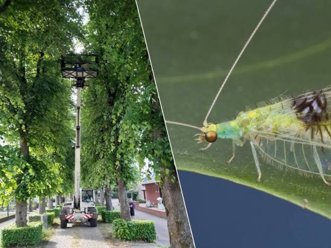 Stad zet larven van gaasvliegen uit: “Voor ecologische bestrijding van bladluizen”
