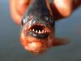 Toiletgebruikers gewaarschuwd <br>na vondst van piranha in Brits riool 