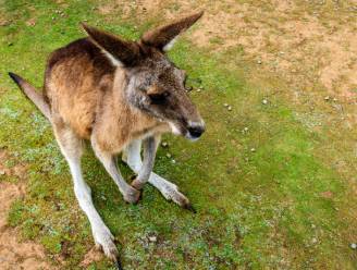 Iemand zijn kangoeroe kwijt? Er huppelt al drie weken lang eentje rond in Kruishoutem