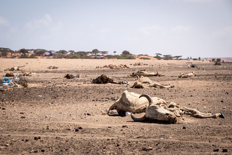 In het zuiden van Somalië liggen de uitgedroogde vlaktes bezaaid met de kadavers van vee. Naar schatting stierven honderdduizenden dieren als gevolg van de aanhoudende droogte. Beeld Joost Bastmeijer