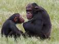  Ook chimpansees kijken graag met z'n tweetjes naar een film<br><br>