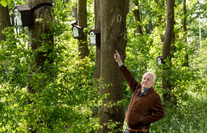 Kees Koolmees signaleert een koolmees tussen de eiken aan de Lindeboomseweg. De vogel wordt daar ingezet om de processierups te bestrijden.
