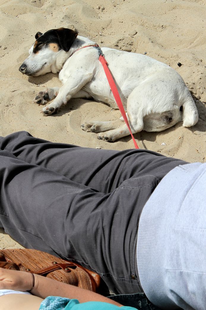 “Slaap het baasje? Dan doe ik ook maar even de ogen dicht in het warme zand.” Zomerse foto uit Oostende.