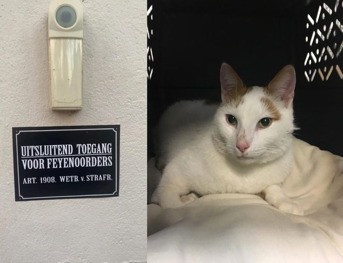 Kater Fruhstuck uit Rotterdam ging de hort op en kwam in Zaltbommel terecht in een ‘warm nest’.