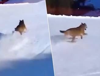 KIJK. Lachende skiër achtervolgt wolf op Italiaanse piste en riskeert nu zware boete of zelfs gevangenisstraf