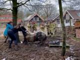 Paard in nood wordt gered door brandweer in Putten