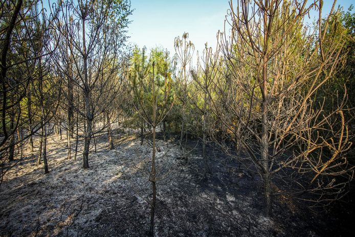 Aan het Leenderfietspad in Eindhoven is zaterdagavond rond 19.35 uur een ‘zeer grote natuurbrand’ ontstaan.
