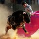 Nog nooit zo’n lange periode zonder corrida’s: Spaanse vechtstierenfokkers op rand van faillissement