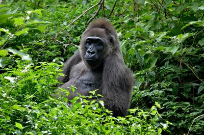 Antwerp Zoo convinces Cameroonians to stop hunting gorillas