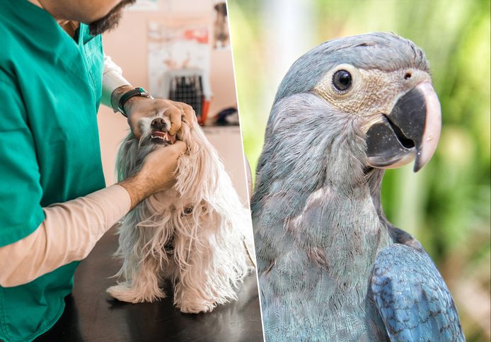 Ook voor de papegaai kan nu een dierenverzekering worden afgesloten.