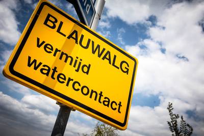 Blauwalg in Nieuwe Wiel Nieuwkuijk: even niet plonzen aub