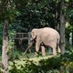 In New York wordt er hevig gediscussieerd over het lot van een 47-jarige dame, beter bekend als Happy de olifant