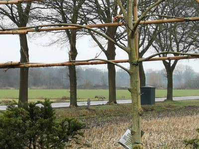 Wolf gespot in Wintelre: wandelaar verrast, koeienboer bezorgd