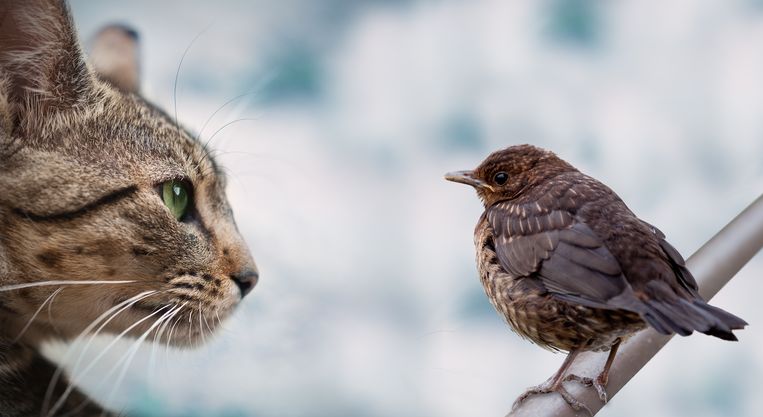 Kat en vogel Beeld Getty Images/iStockphoto
