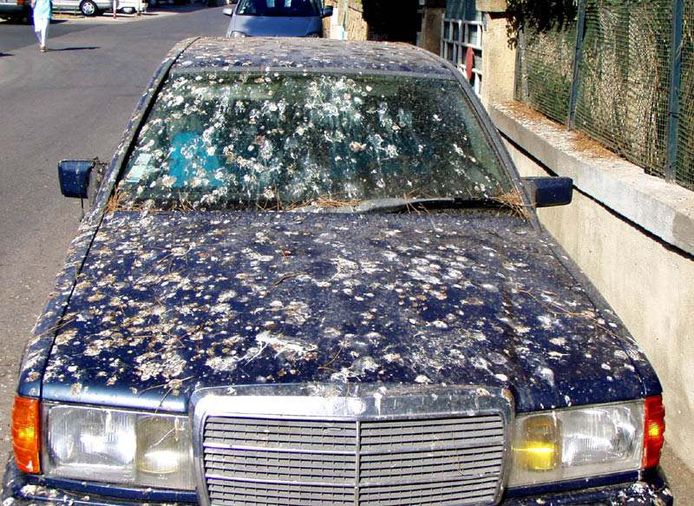 Zo Verwijder Je Vogelpoep Zonder Krassen Auto Ad Nl