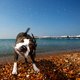 Het huisdierbestaan van de hond zit vol angsten en gedragsproblemen
