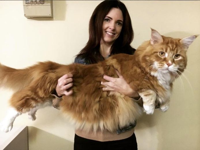 Instagram omar_mainecoon