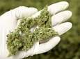 1.000 planten en 13 kilo cannabis aangetroffen in Antwerpen, 3 Nederlanders opgepakt