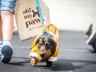 IN BEELD. ‘Dogfluencers’ stelen de show op catwalk in Knokke-Heist met trendy kledij en accessoires: “Fantastisch! Zoiets zie je niet elke dag”