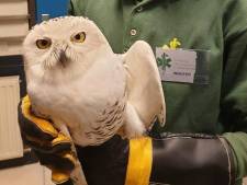 Ontsnapte sneeuwuil kan niet terug naar oude verblijf in DierenPark: ‘De anderen herkennen hem niet meer’