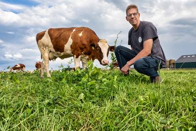 De koeien van boer Bartje weten wel raad met het kruidenrijke grasland: ‘Geen kunstmest meer nodig’