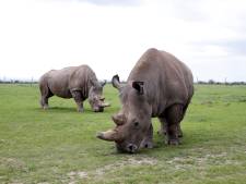 Stropen wordt in Kenia voortaan bestraft met de doodstraf