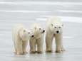 IJsberen mogelijk uitgestorven tegen 2100 