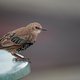 Ook Koos Dijksterhuis telt de vogels in zijn tuin, en zag de spreeuw verdwijnen