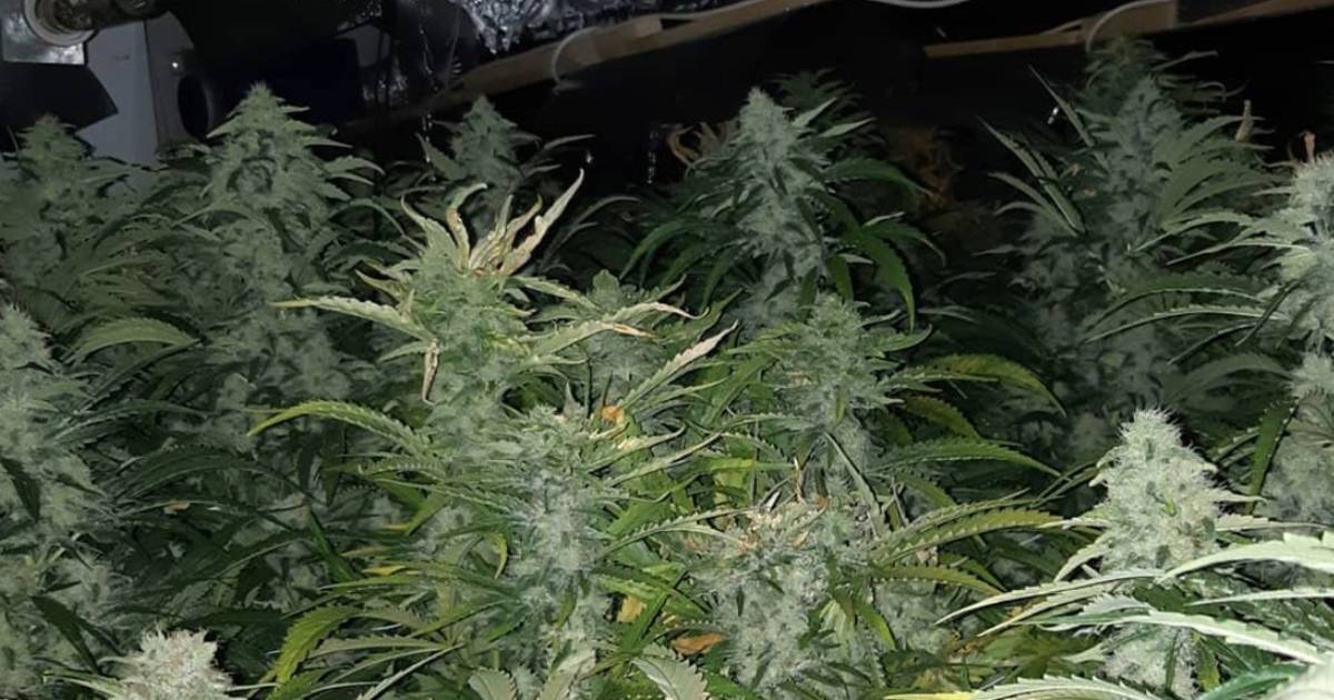 Weer wietplanten in woning Budel | Cranendonck, Heeze-Leende | ed.nl - Eindhovens Dagblad
