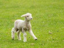 Lammetje doodgeschoten in Oud-Vossemeer