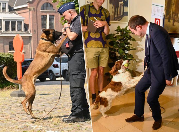 Vandaag toonde de politie hoe ze juist werken met de cashhonden en hoe de dieren worden opgeleid. Minister van Justitie Vincent Van Quickenborne (Open Vld) was erbij.
