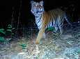 Eerste bewijs van bedreigde tijgersoort in Thailand in vier jaar tijd 