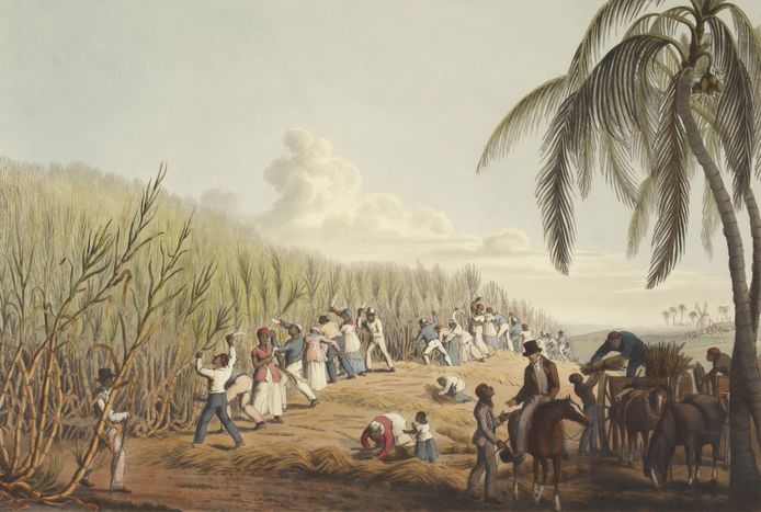 Tekening van slaven die aan het werk zijn op een plantage.