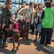 Rechtszaken over opvang Oekraïense honden: ‘Niemand wil een uitbraak van hondsdolheid’