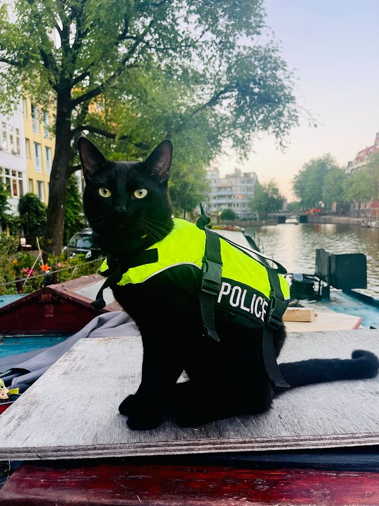 Amsterdamse 'Police Cat' gaat de wereld over op TikTok: 'Het is uit de hand