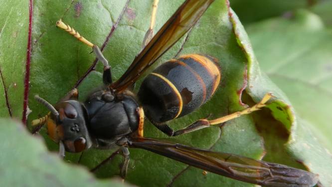 Agressieve Aziatische hoornaar laat zich niet meer uit Nederland verjagen  