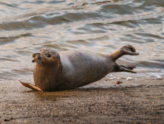 Van zeepaardjes tot haaien: dit zwemt er allemaal rond in de Theems
