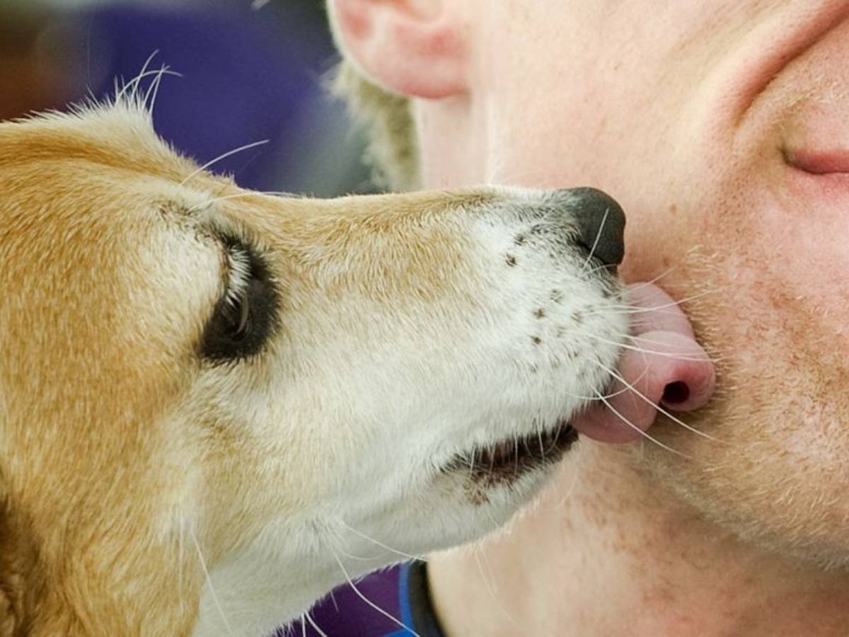 Kritiek op hoge boetes voor seks met dieren | Overig | bndestem.nl