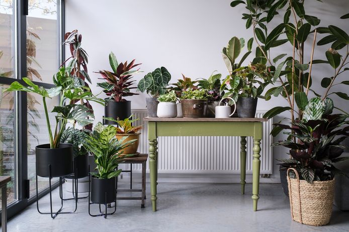 Verhuis tropische kamerplanten naar een warmere kamer.