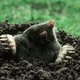 Waarom het juist goed nieuws is als je een molshoop in de tuin hebt