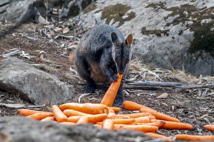 Een wallaby eet van de wortels die massaal vanuit vliegtuigen en helikopters gegooid werden.
