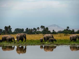 Aantal olifanten in Kenia verdubbeld in 30 jaar tijd
