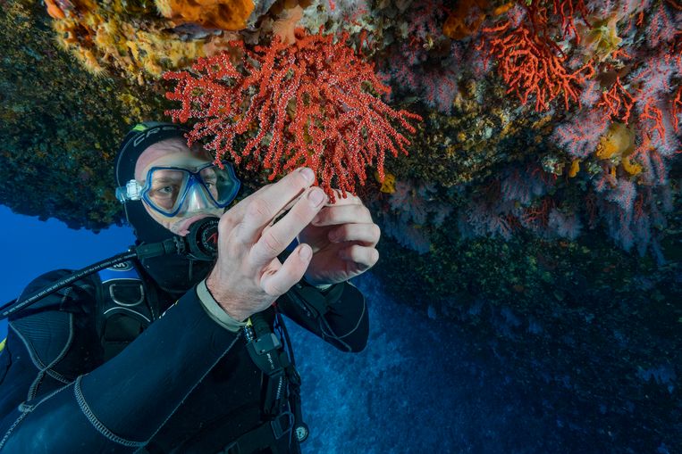 Duiker onderzoekt rood koraal bij Corsica. De Middellandse Zee bevat 10 procent van de zeedierensoorten ter wereld en maar 1 procent van het zoutwateroppervlakte.  Beeld Getty Images
