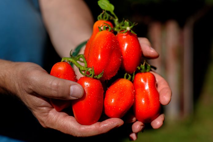 Tommaso San Marzano