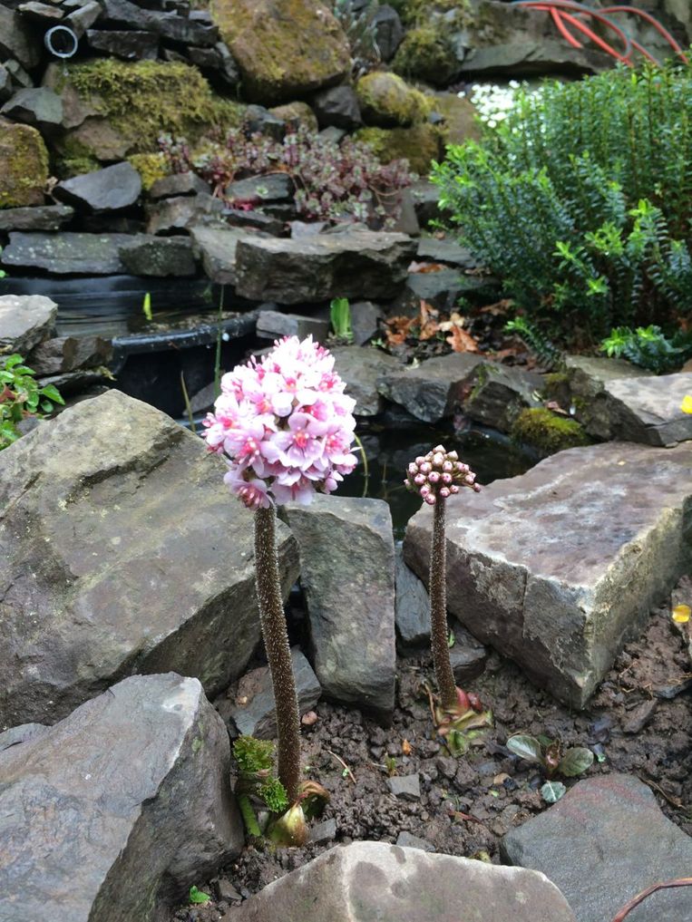 rand Bij natuurlijk Een tuin groeit, een tuin verandert | Trouw