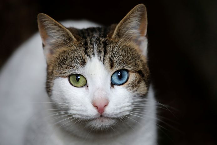 Een kat uit Istanboel met een blauw en een groen oog. Foto Goran Tomasevic