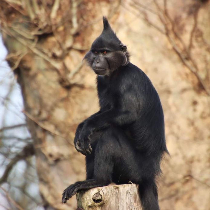 Fito maakte geen schijn van kans tegen de gorilla.