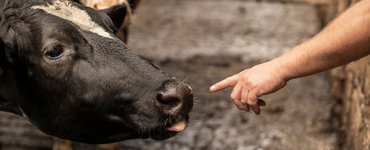 De zeven boeren op Schiermonnikoog hebben gezamenlijk hun veestapel met 40 procent ingekrompen: van 606 naar 375 koeien. Beeld Harry Cock / de Volkskrant