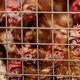 Strengere maatregelen voor pluimveebedrijven en hobbyhouders vanwege vogelgriep