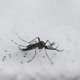 Muggen, de razendsnel oprukkende massamoordenaars